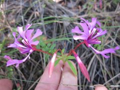 Clarkia concinna
