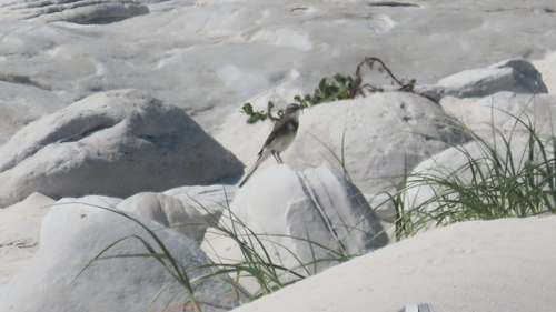 iNaturalist image