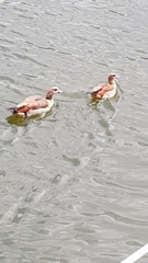 Alopochen aegyptiaca