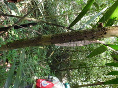 Bactris major