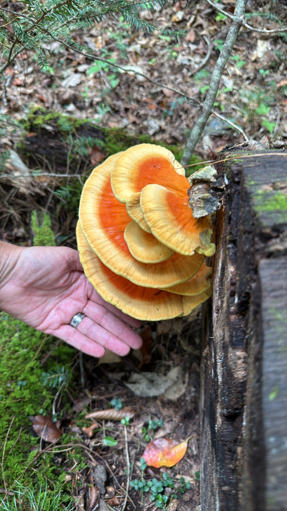 chicken of the woods · September 2026 · photo: Photo: no rights reserved · iNaturalist