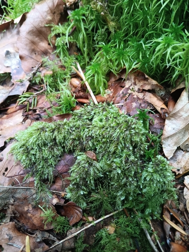 Pseudisothecium myosuroides observed 2026-09-08