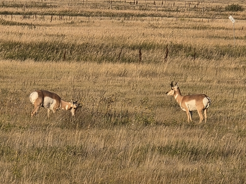 Pronghorn