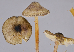 Lepiota grangei