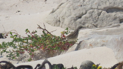 iNaturalist image
