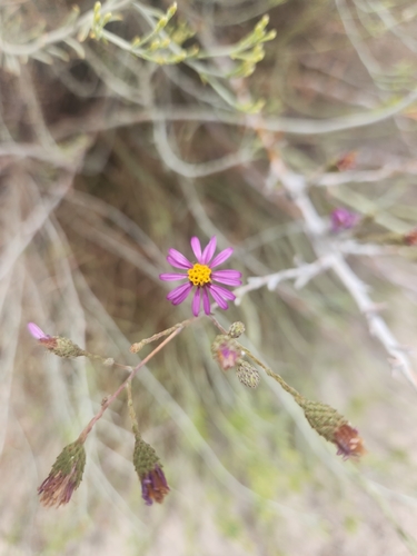 Corethrogyne filaginifolia, photograph 5