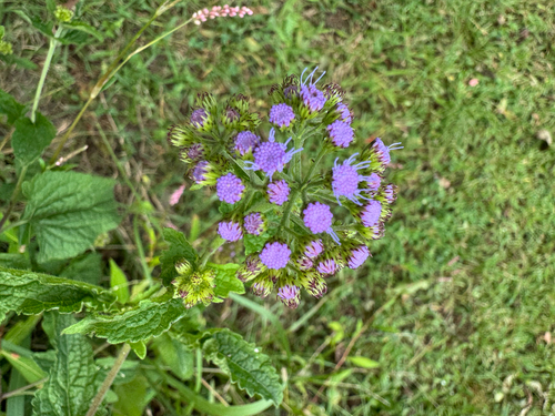blue mistflower