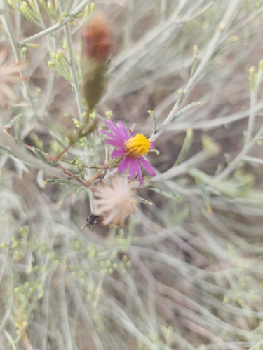 Corethrogyne filaginifolia, photograph 6