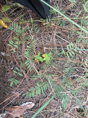 Tephrosia virginiana