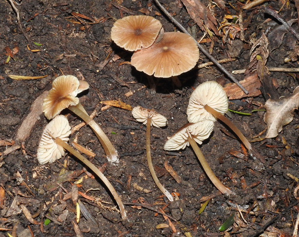 Entoloma aromaticum