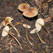 Entoloma aromaticum - Photo (c) Jerry Cooper, some rights reserved (CC BY), uploaded by Jerry Cooper