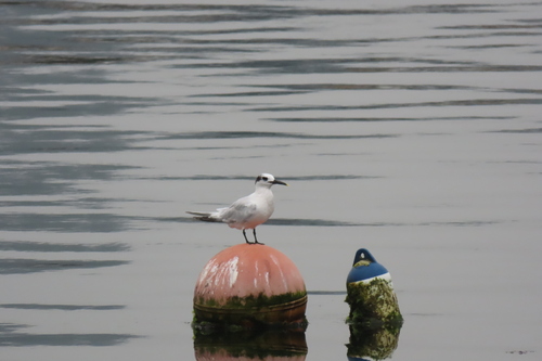 iNaturalist: (c) Alejandro Ocampo, some rights reserved (CC BY-NC), uploaded by Alejandro Ocampo iNaturalist image