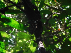 Bactris major