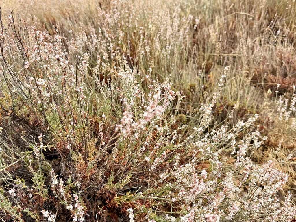 Eriogonum wrightii; photograph (c) Henrik Kibak, some rights reserved (CC BY)