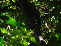 Bactris major