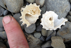 Astraea heliotropium