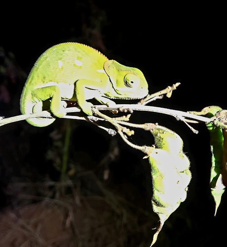 Flap-necked Chameleon