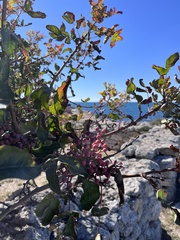 Pistacia atlantica, photograph (c) Наталья Пикалова, some rights reserved (CC BY)