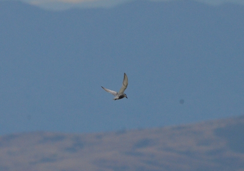 iNaturalist image