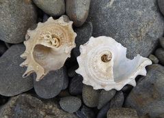 Astraea heliotropium