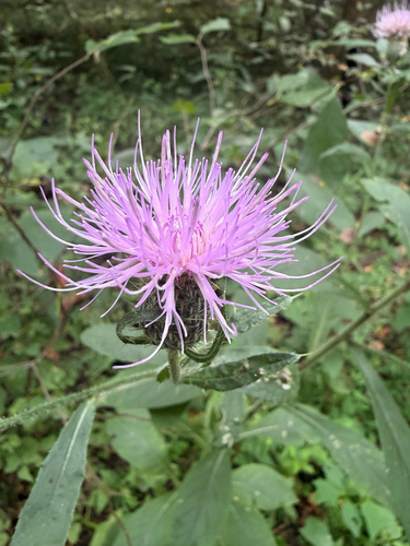 Tall Thistle