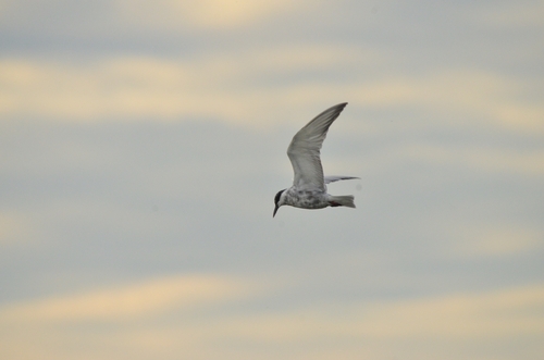 iNaturalist image
