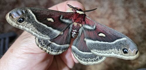 Glover's Silkmoth