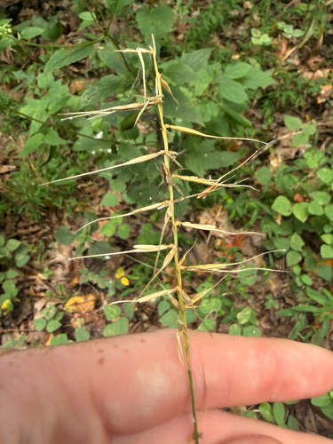 bottlebrush grass