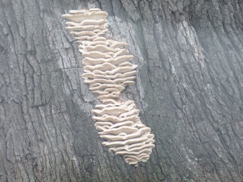 Northern Tooth · September 2026 · photo: Photo: (c) toad-wife, some rights reserved (CC BY) · iNaturalist