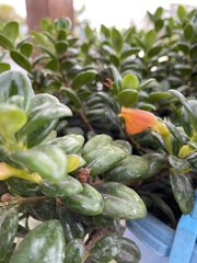 Nematanthus