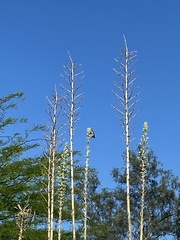 Melanerpes uropygialis
