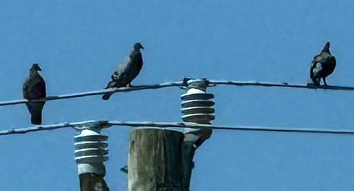 Feral Pigeon