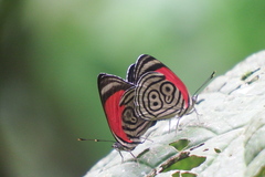 Diaethria clymena bourcieri