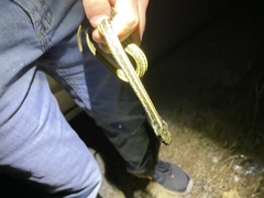 Thamnophis sirtalis annectens