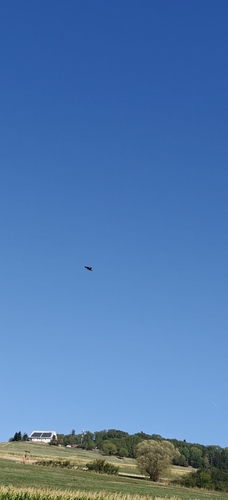Red Kite