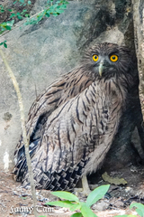 Ketupa zeylonensis