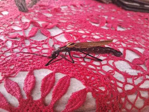 Pseudophasma castaneum