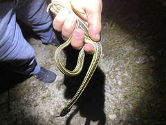 Thamnophis sirtalis annectens