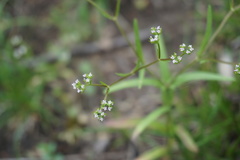 Valerianella dentata