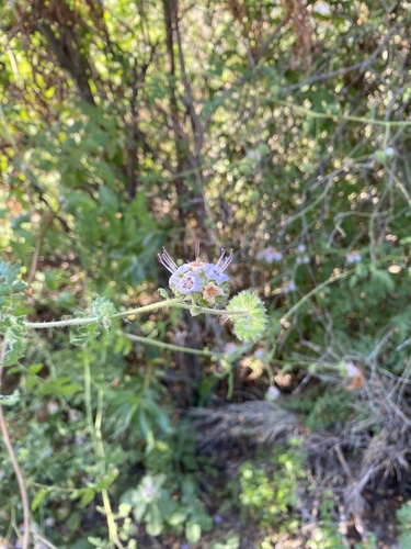iNaturalist observation photo of branching phacelia