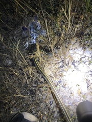 Thamnophis sirtalis annectens