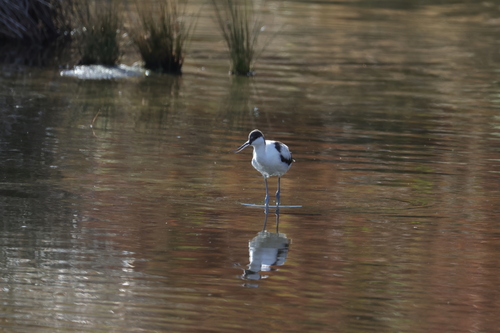 iNaturalist image