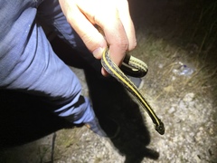 Thamnophis sirtalis annectens