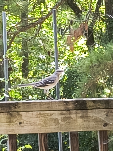 Northern Mockingbird