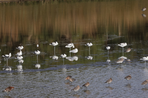 iNaturalist image
