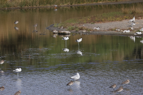 iNaturalist image