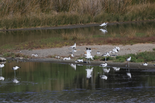 iNaturalist: (c) Matéo Millet, some rights reserved (CC BY-NC), uploaded by Matéo Millet iNaturalist image