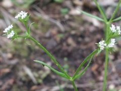 Valerianella dentata