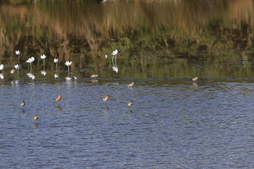 iNaturalist image