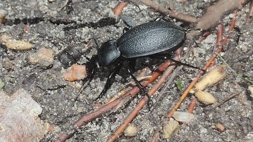 Leather Beetle